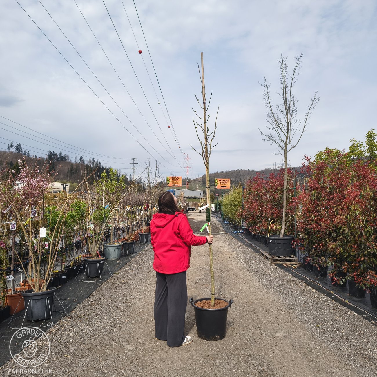 Obrázok Ásimina trojlaločná - Banán severu PAW PAW (Asimina triloba) ´PRIMA´ - výška 270-290 cm, kont. C35L